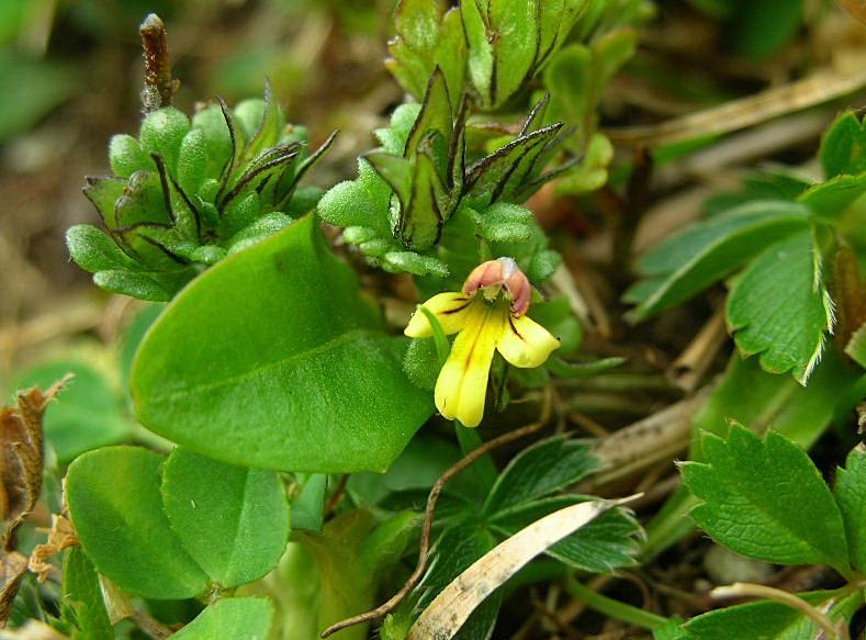 Euphrasia minima / Eufrasia minima